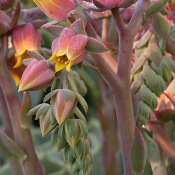 Link to a Page about Echeveria elegans