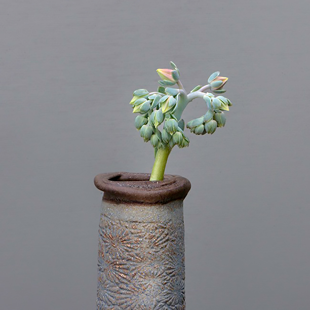 Paperclay Vase with opening flowers of Echeveria elegans.  A link to that page.