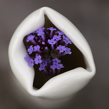 A small folded porcelain vase with a link to Verbena bonariensis page.